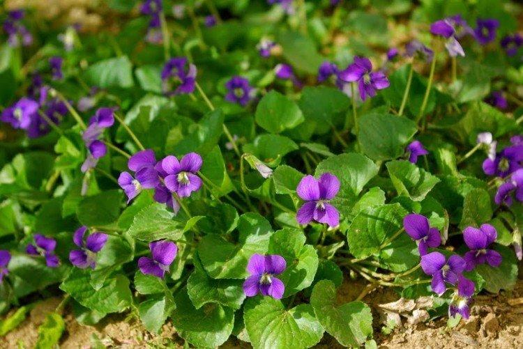 Удобрения и подкормка