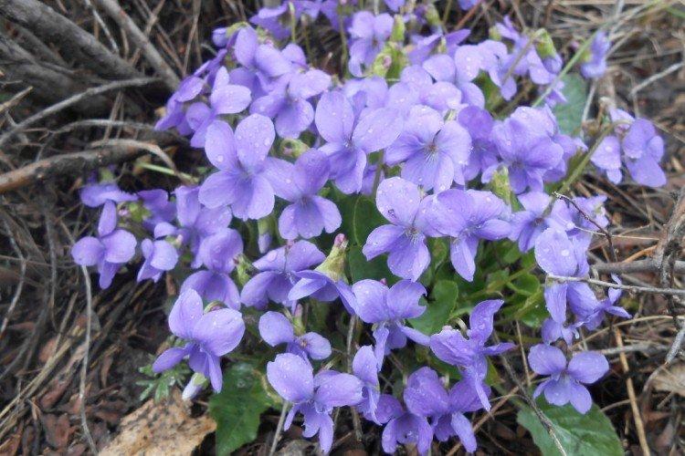 Прореживание