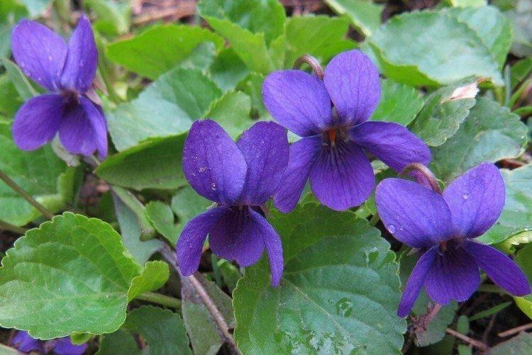 Вредители и болезни фиалок