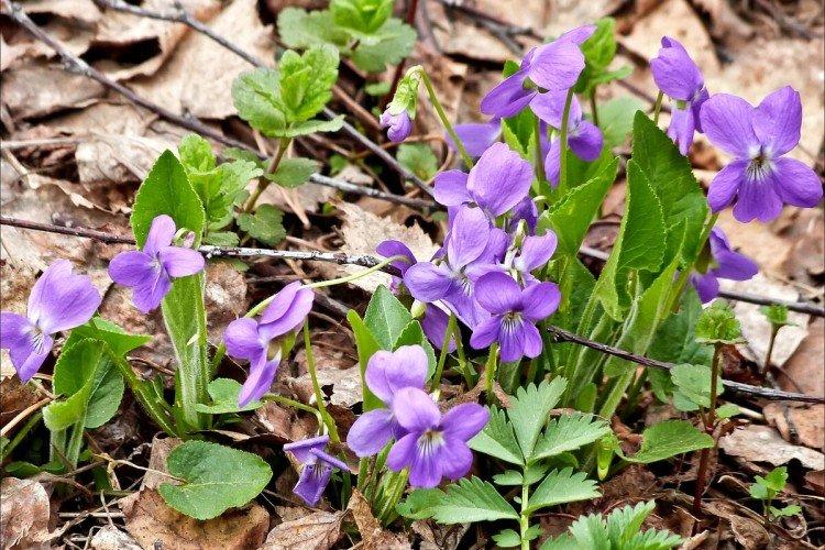 Фиалка – фото