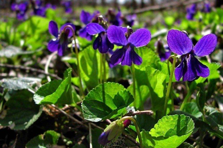 Фиалка – фото