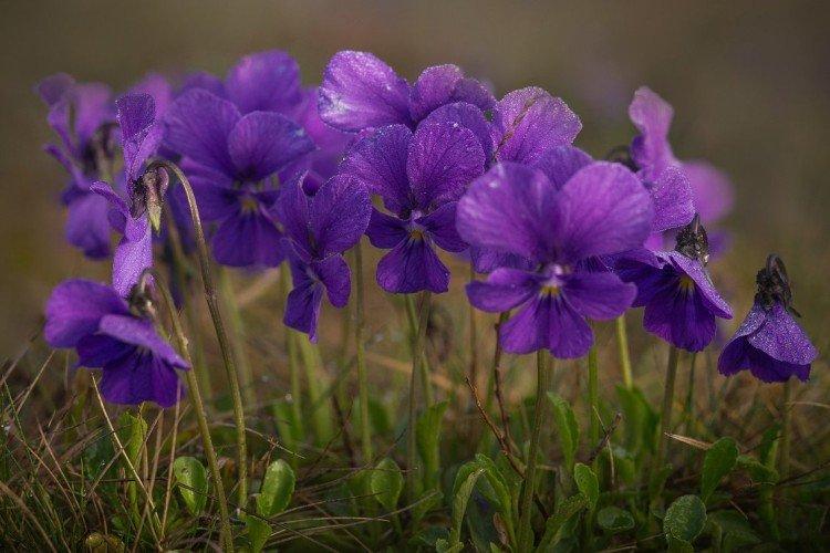 Фиалка – фото