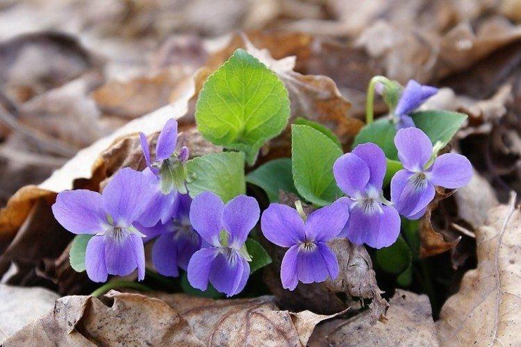 Фиалка – фото