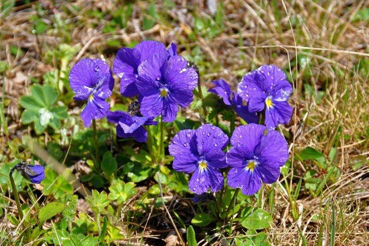 Фиалка – фото