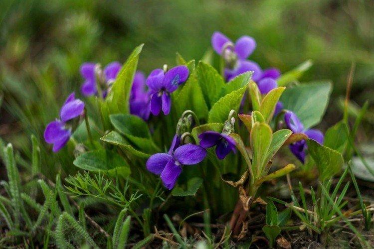 Фиалка – фото