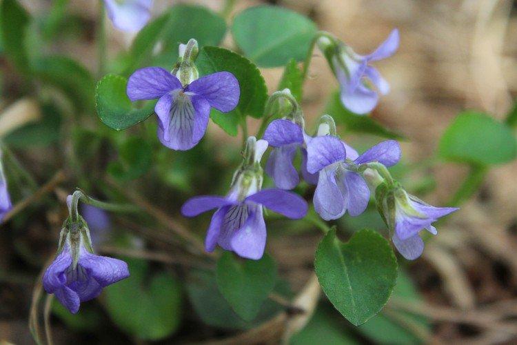 Фиалка – фото