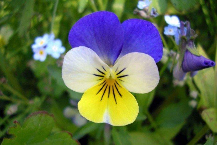 Фиалка – фото