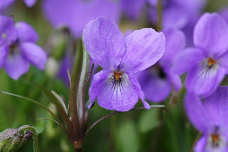 Фиалка – фото