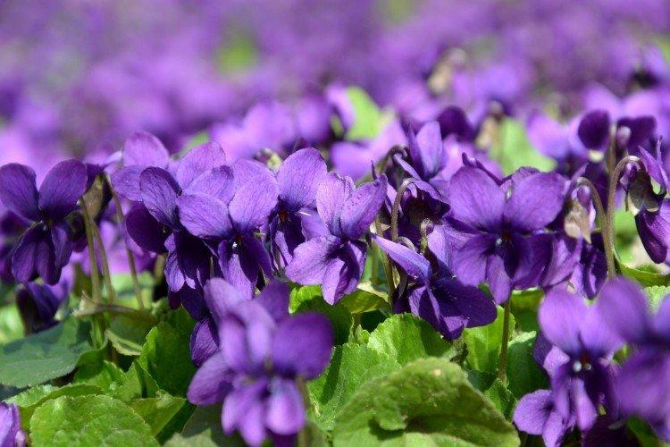 Фиалка – фото