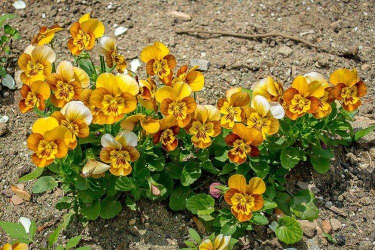 Рогатая фиалка