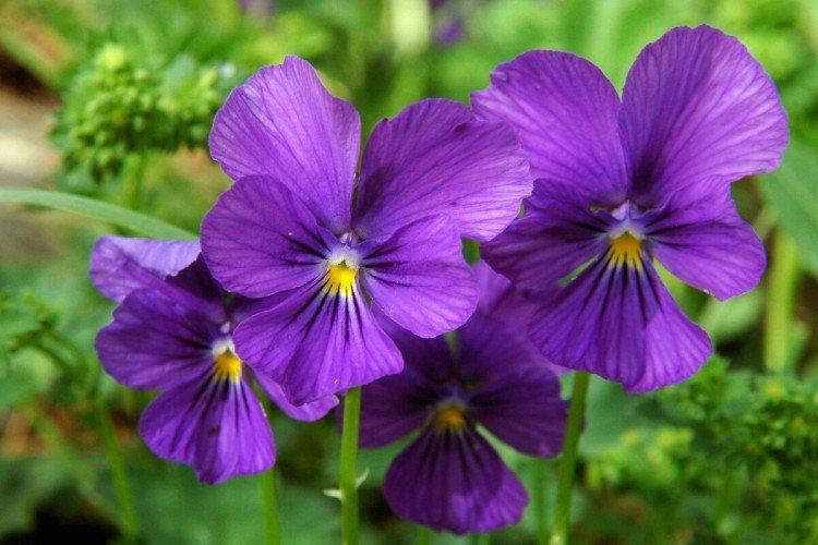 Фиалка – фото