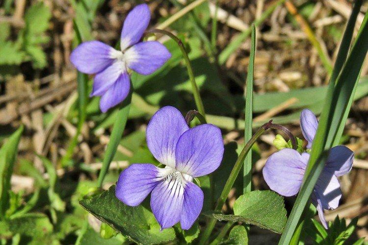 Собачья фиалка