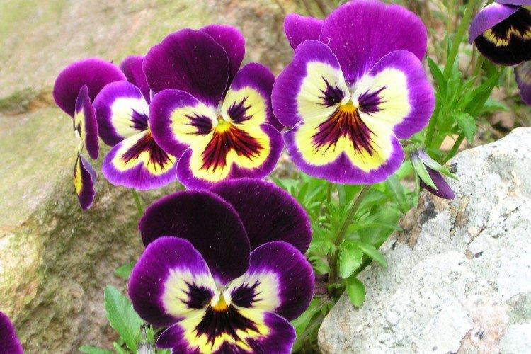 Фиалка Виттрока