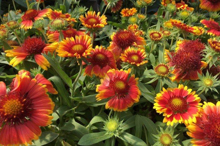 Общая информация