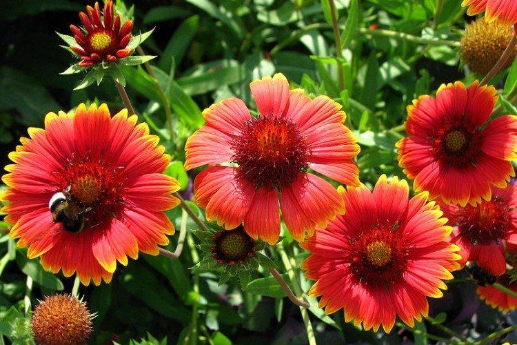 Удобрения и подкормка