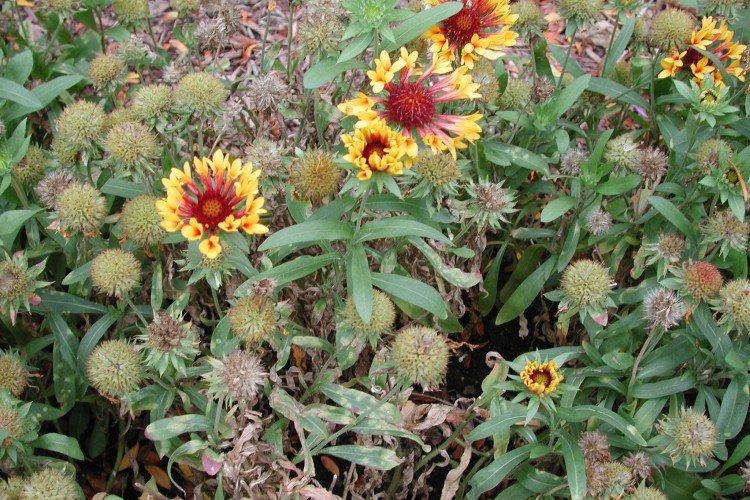 Вредители и болезни гайлардии