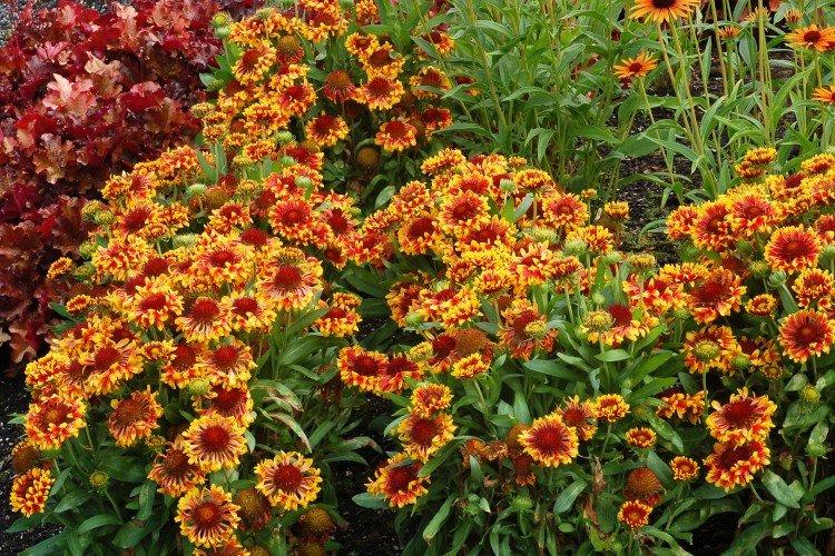 Гайлардия – фото