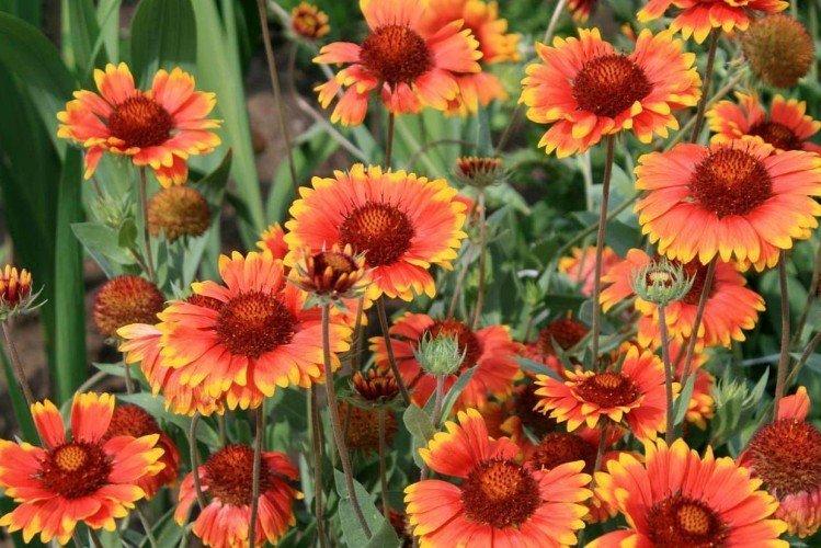 Гайлардия – фото