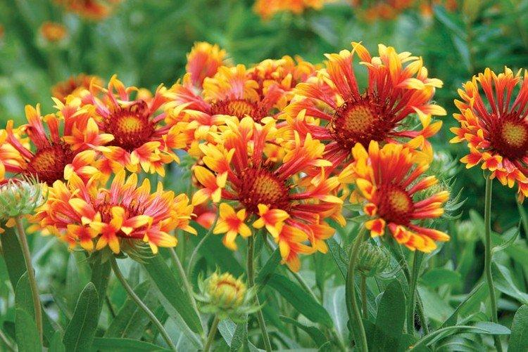 Гайлардия – фото