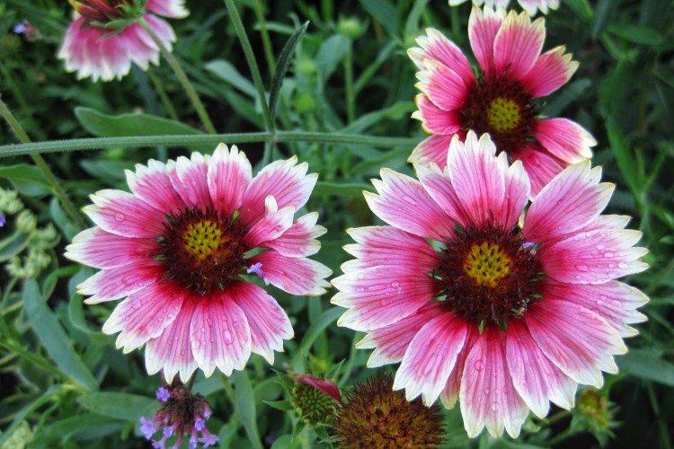 Гайлардия – фото