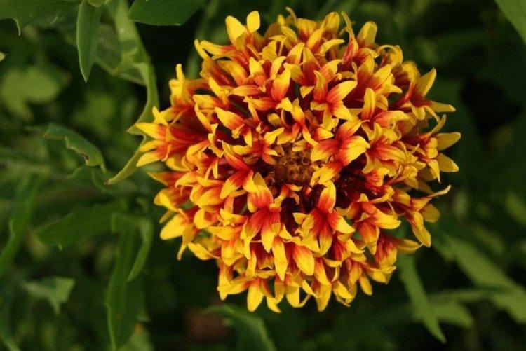 Гайлардия – фото