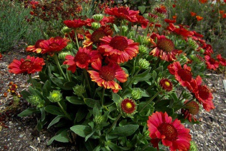 Гайлардия – фото