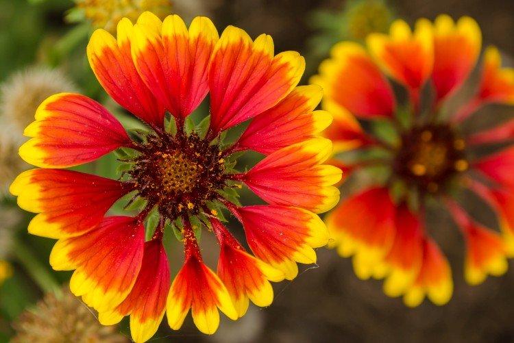 Гайлардия – фото