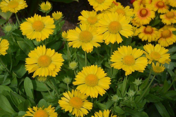 Гайлардия – фото