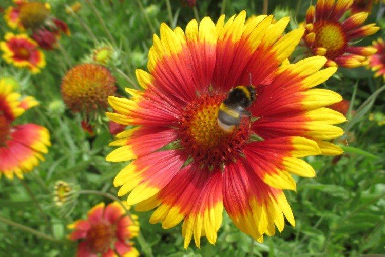 Гайлардия – фото