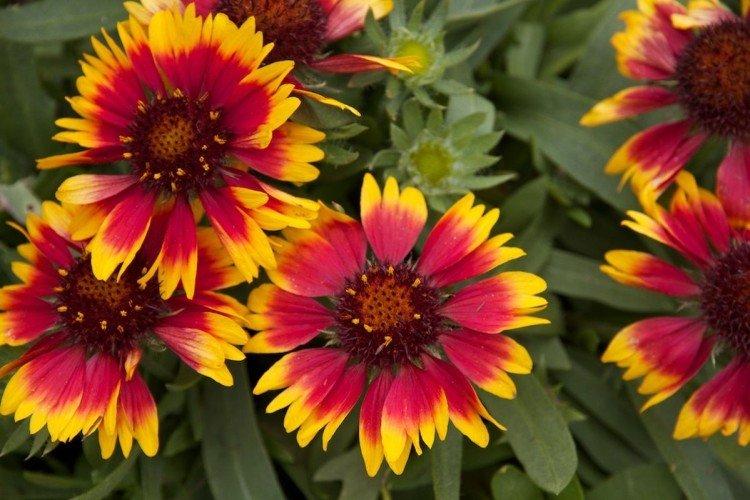 Гайлардия – фото