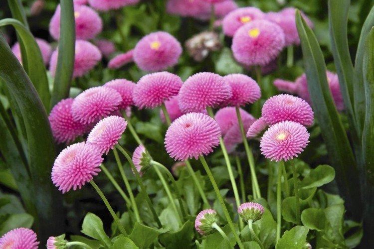 Маргаритки (50 фото): виды, посадка и уход в открытом грунте