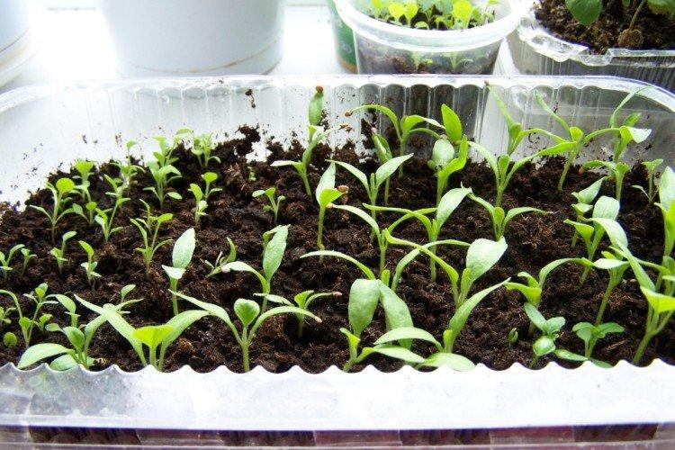 Посадка и размножение