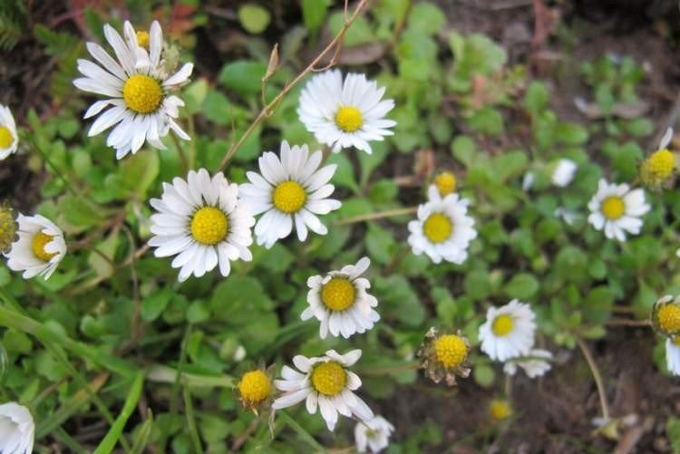 Маргаритки – фото