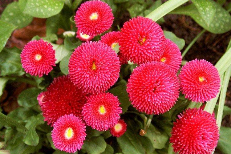 Многолетние маргаритки