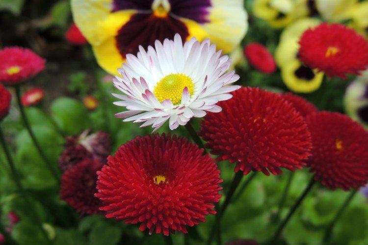 Маргаритки – фото