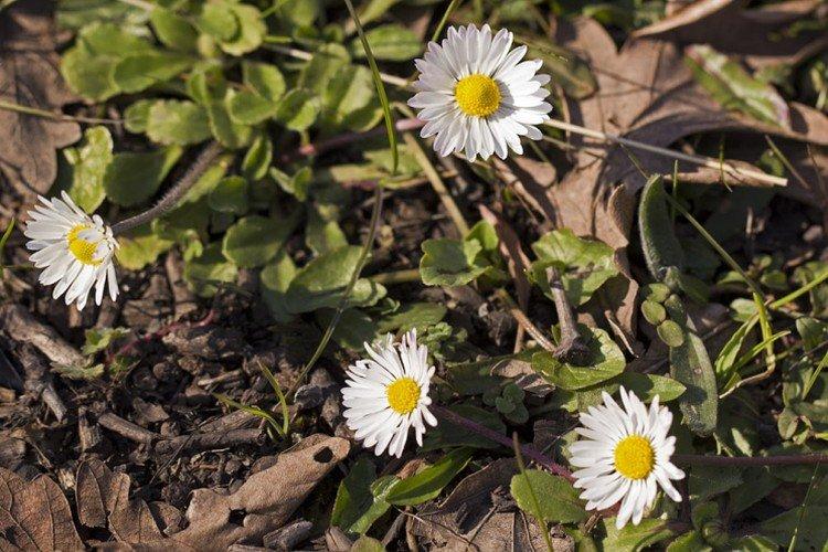 Маргаритки – фото