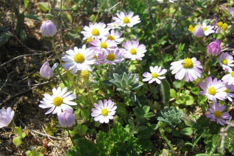 Маргаритки – фото