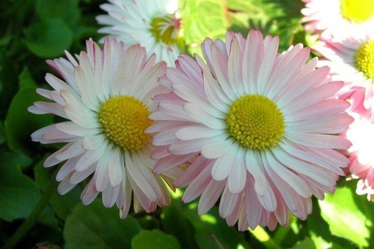 Сложноцветные маргаритки