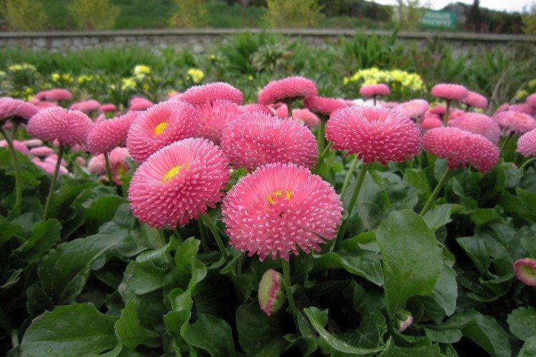 Помпонные маргаритки