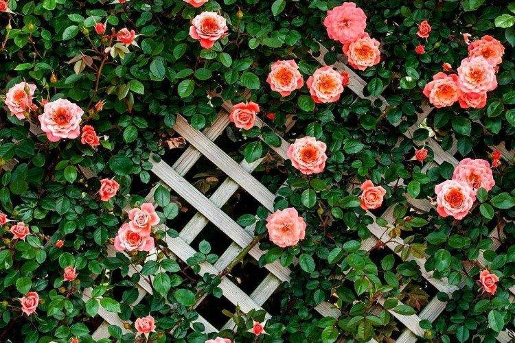 Общая информация