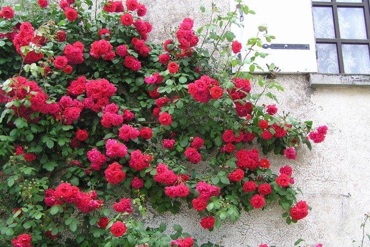 Плетистые розы – фото