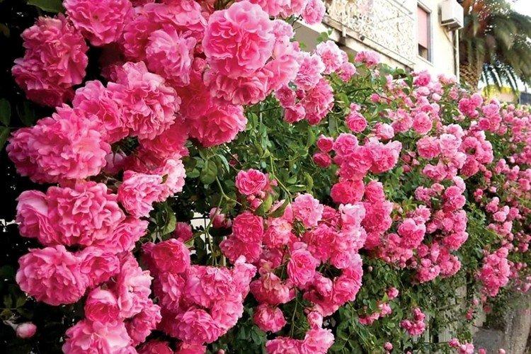 Плетистые розы – фото