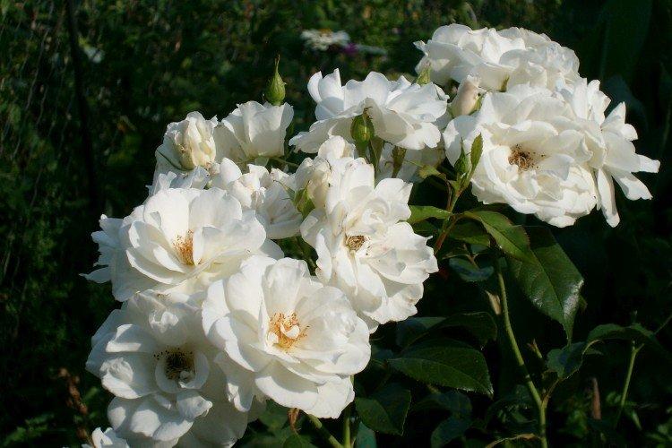 Плетистые розы – фото