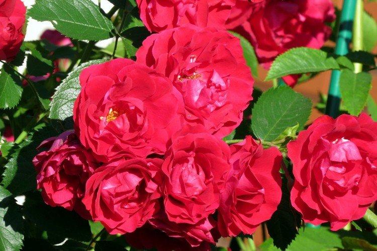 Плетистые розы – фото