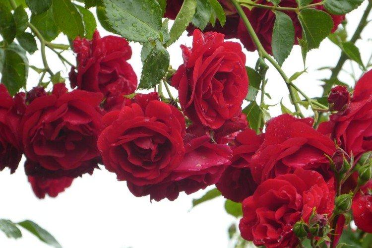 Плетистые розы – фото