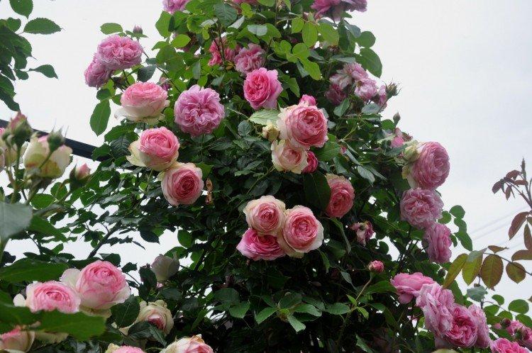 Плетистые розы – фото