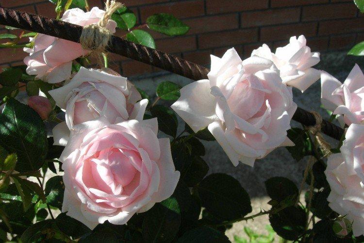 Плетистые розы – фото