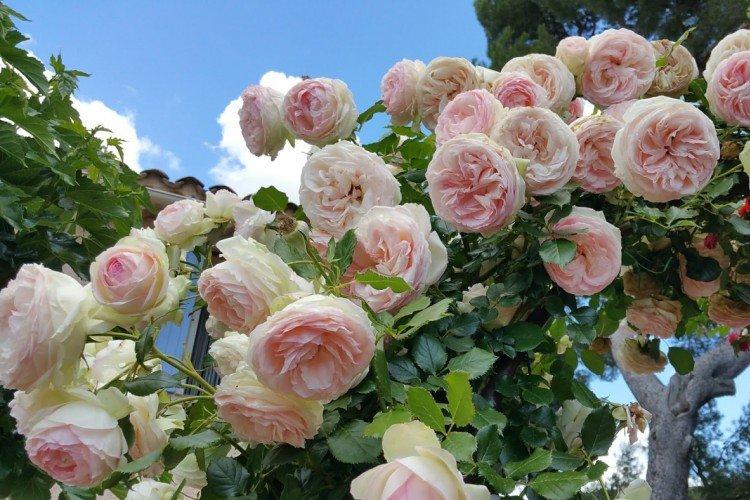 Плетистые розы – фото