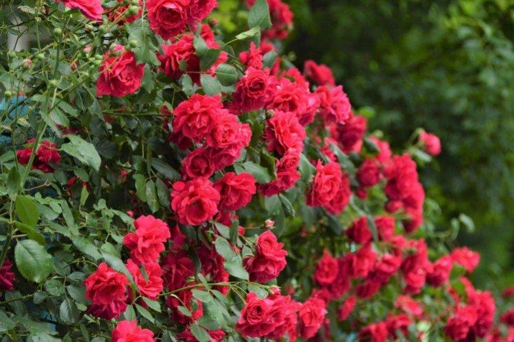 Плетистые розы – фото