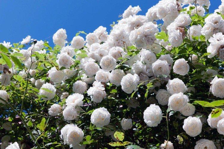 Почковые мутации